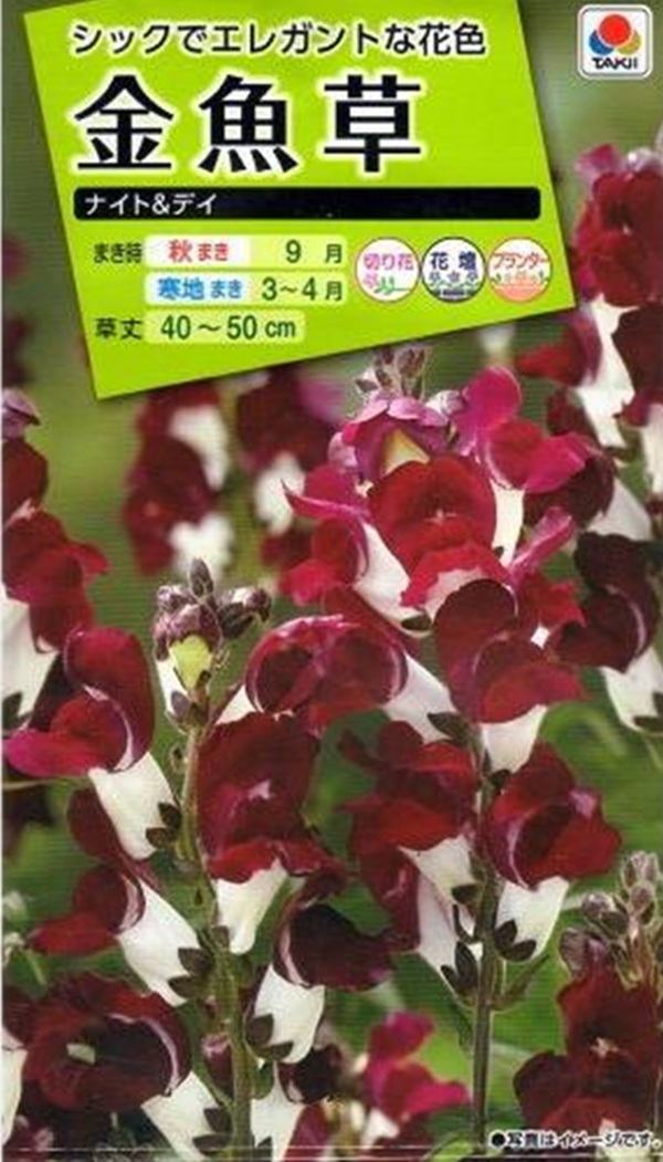 金魚草 ナイトアンドデイ