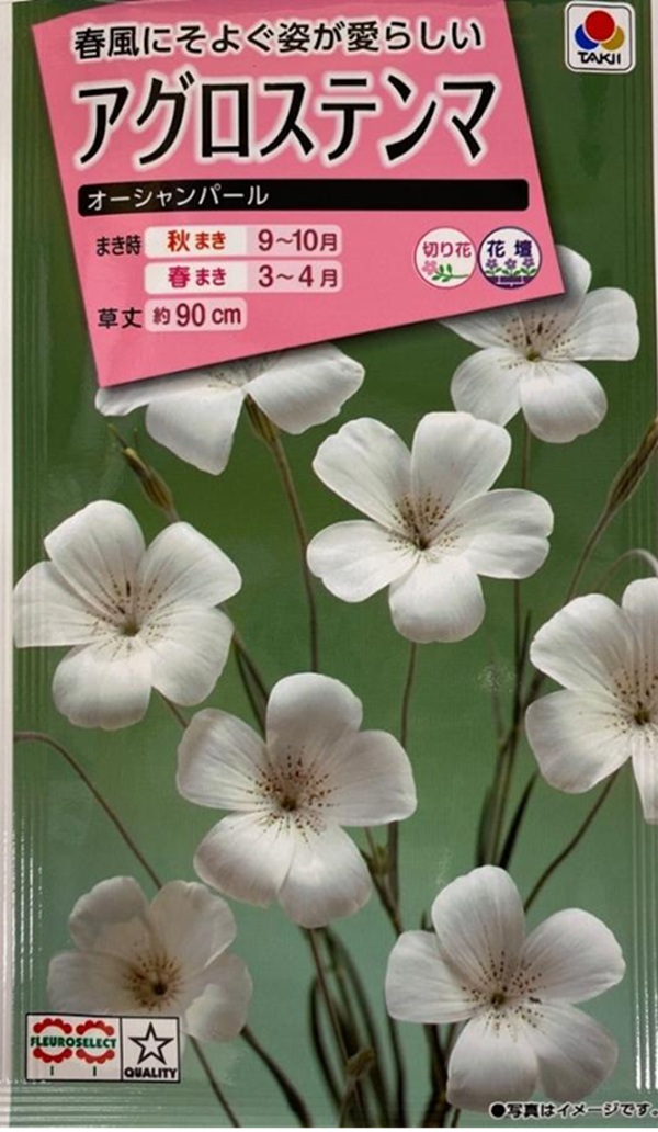 アグロステンマ オーシャンパール