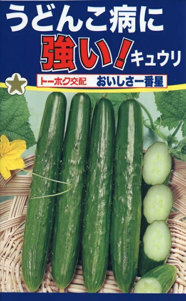 きゅうりおいしさ一番星