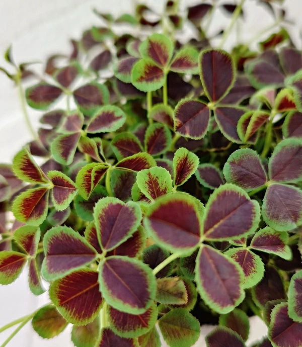 エンジェルクローバー　オニキス