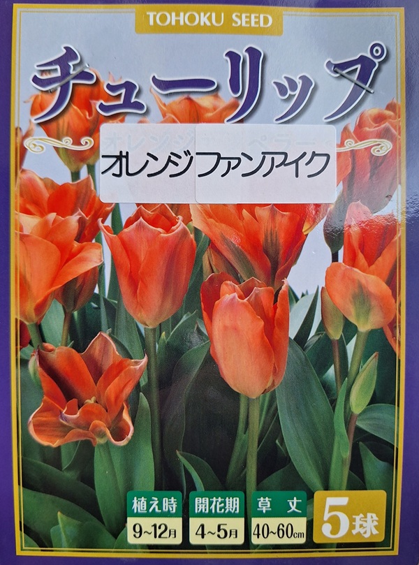 チューリップ オレンジファンアイク