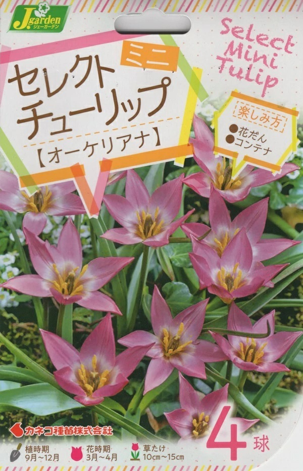 セレクトミニチューリップ オーケリアナ