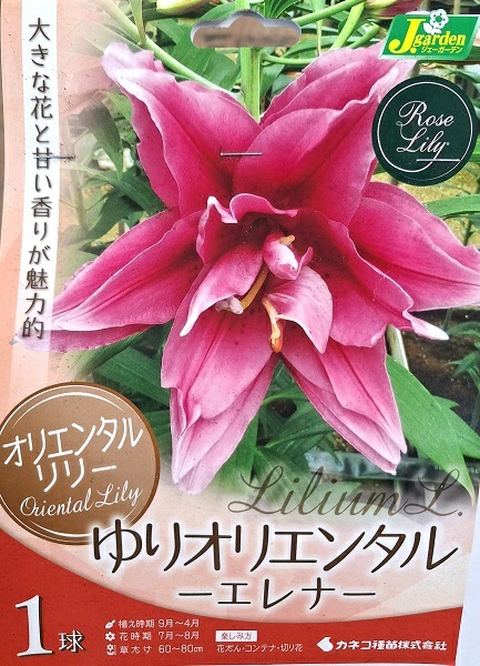 ゆりオリエンタルエレナ