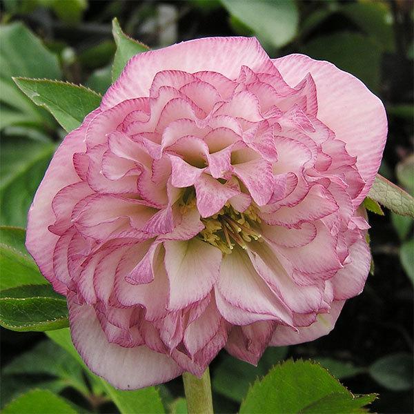 クリスマスローズ　オーロラ プリマドレス