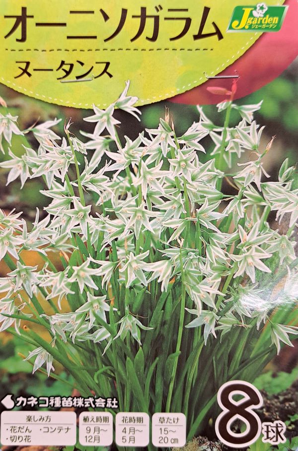 オーニソガラム ヌータンス