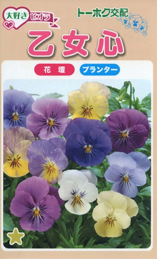 大好きビオラ 乙女心