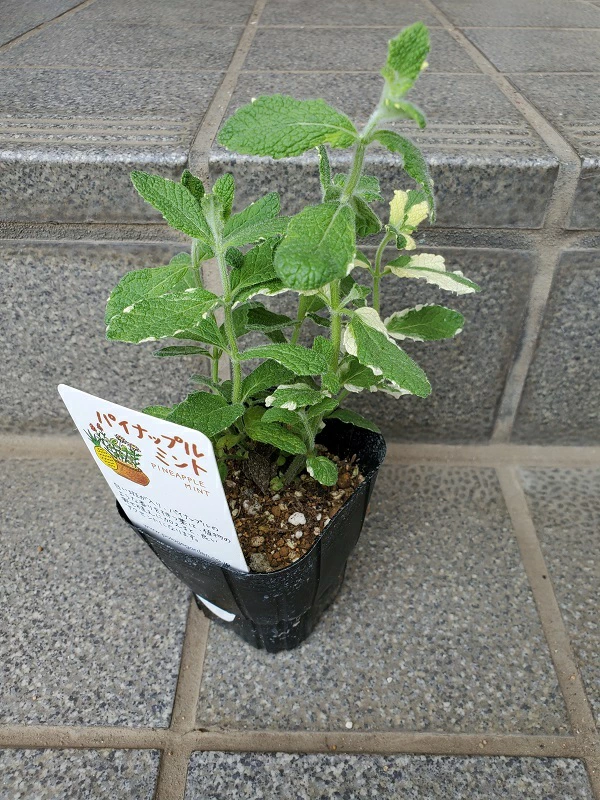 パイナップルミント