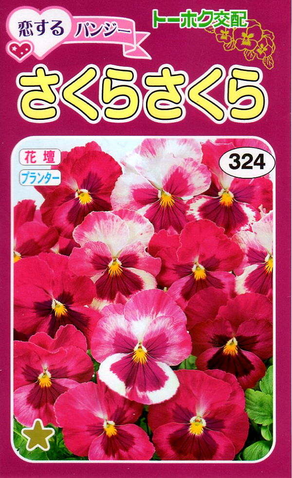 恋するパンジー　さくらさくら