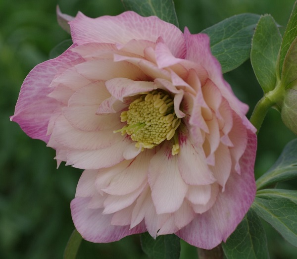 クリスマスローズ　ピーチプリマドレス