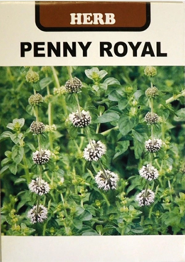 ペニーロイヤルミント