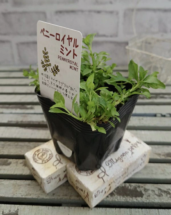 ペニーロイヤルミント