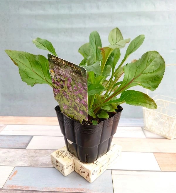 ペンステモン　スモーリー