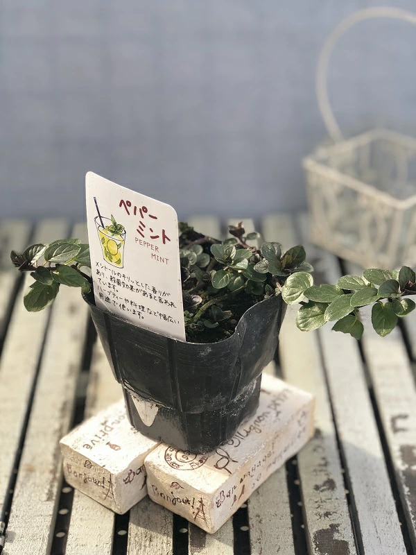 ペパーミント