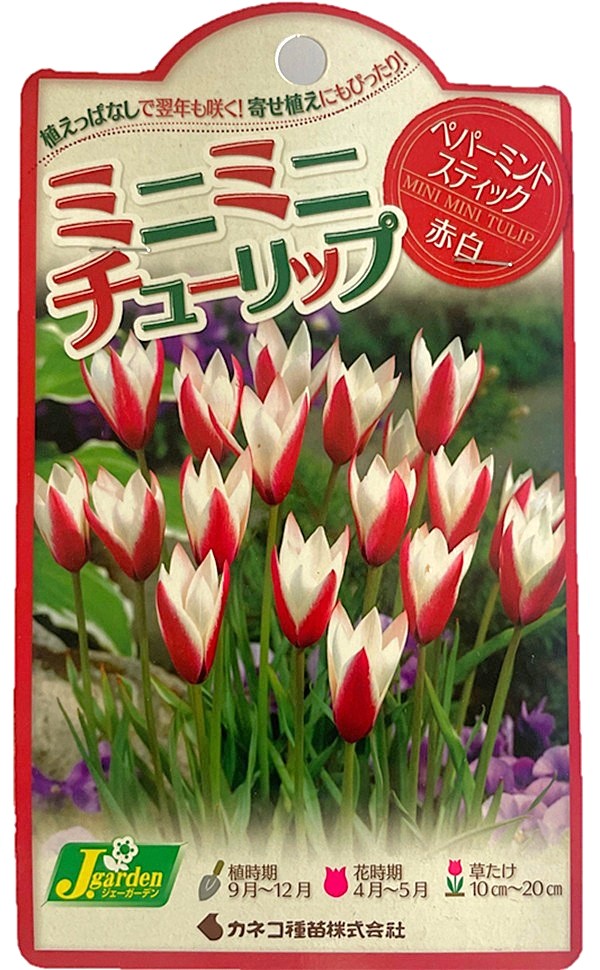 ミニミニチューリップ ペパーミントスティック