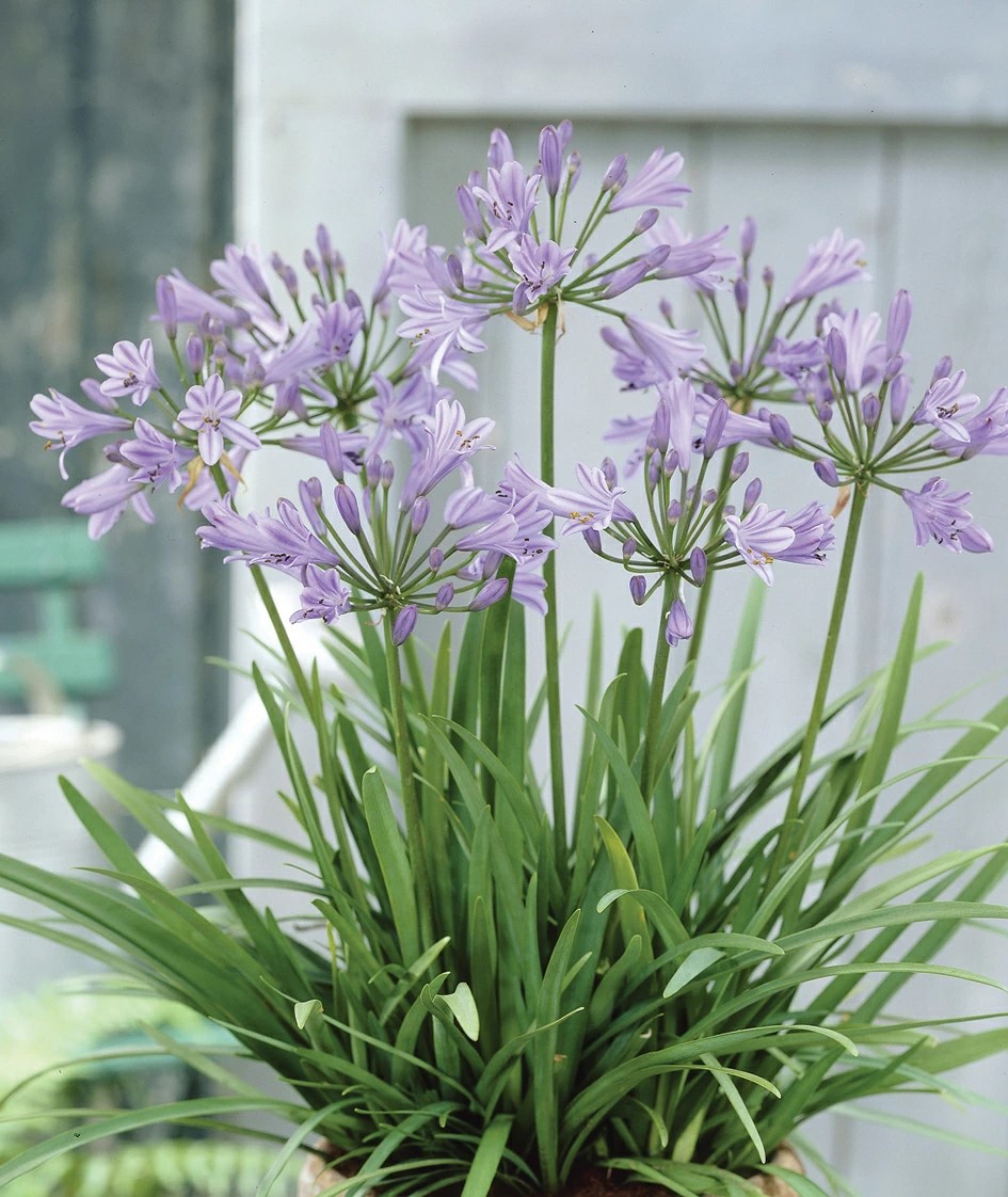 花苗】 アガパンサス ピーターパン 10.5cmポット1苗