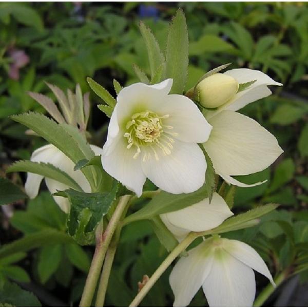 クリスマスローズ プチドール栞