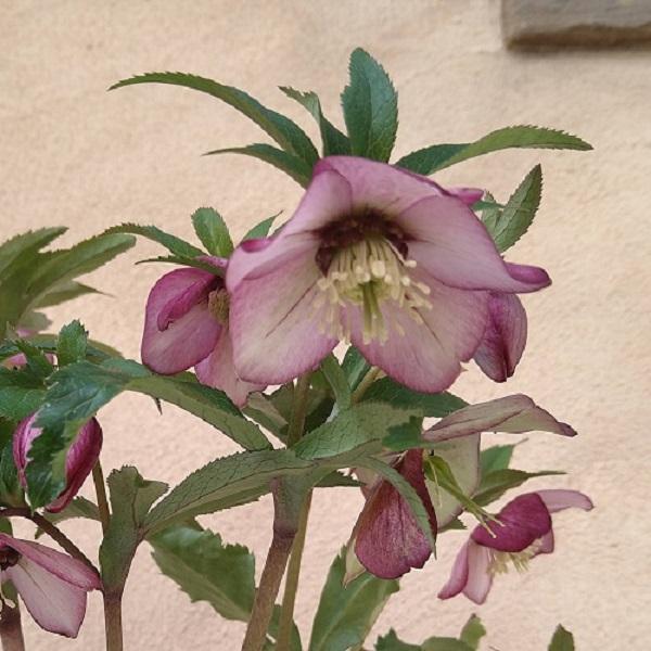 クリスマスローズ プチドール紬（つむぎ）