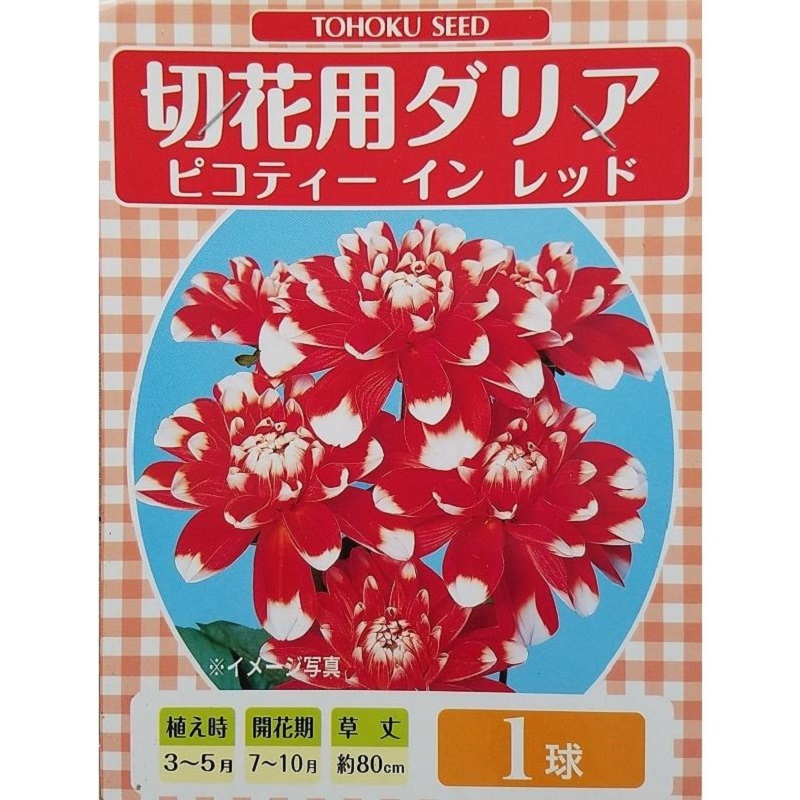 切花用ダリア　ピコティーインレッド
