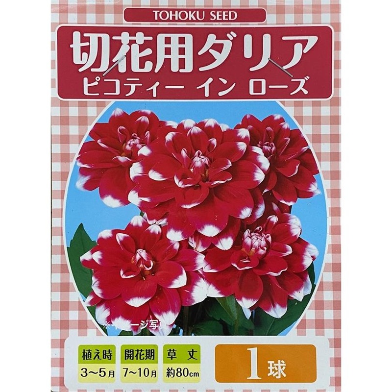 ダリア　ピコティーインローズ