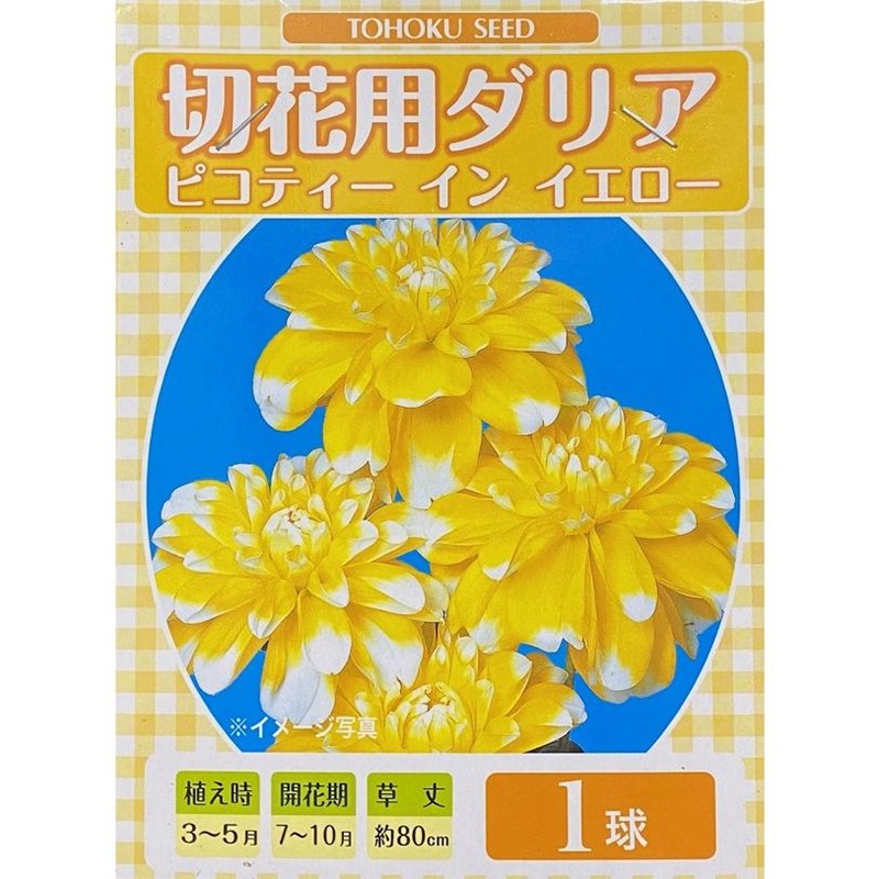 切花用ダリア　ピコティーインイエロー