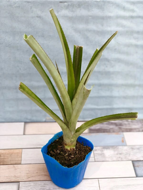 パインアップル　大玉種