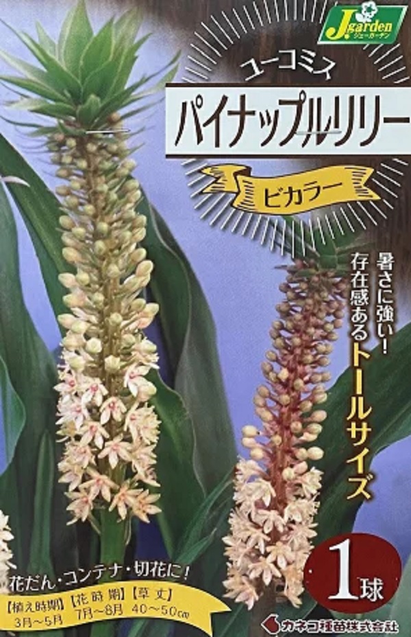 パイナップルリリー ビカラー