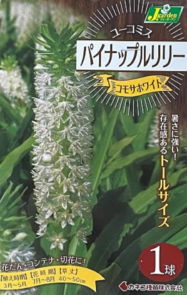 パイナップルリリー コモサホワイト
