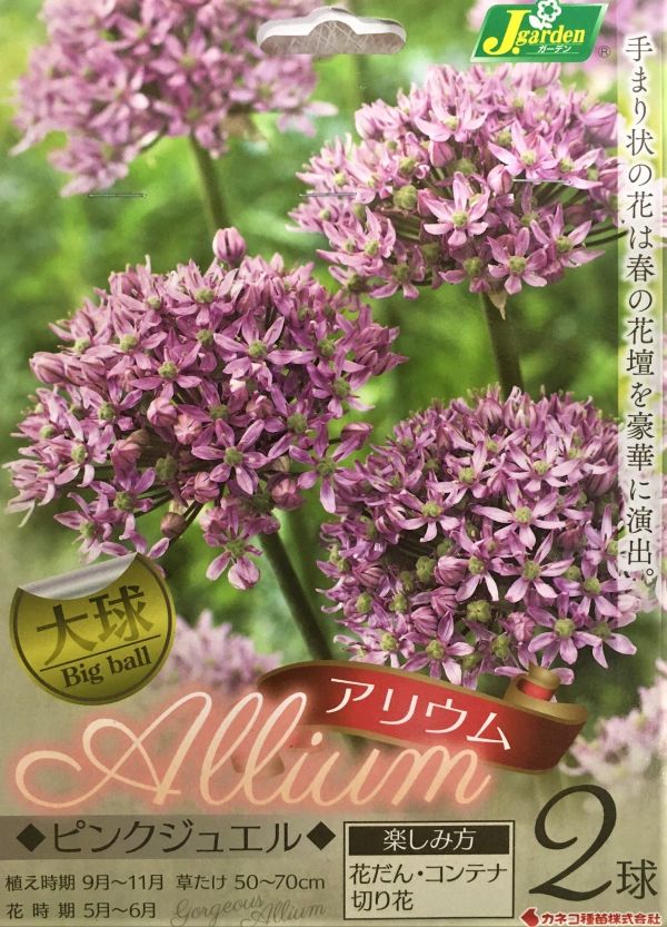 アリウムピンクジュエル