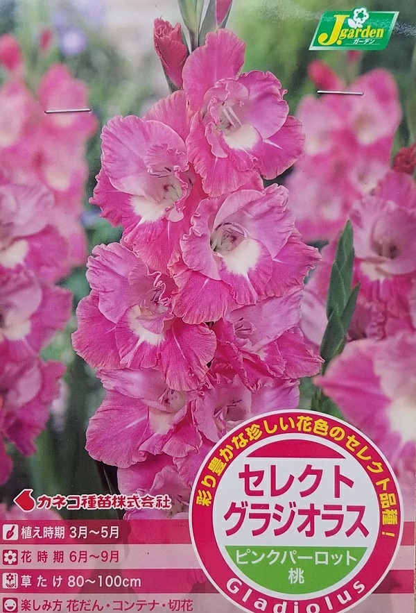 セレクト グラジオラス ピンクパーロット 5球入