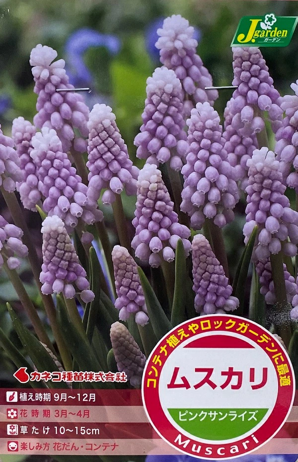 ムスカリ ピンクサンライズ