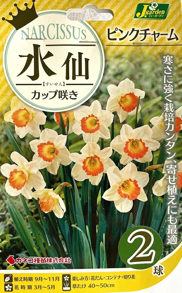 水仙　ピンクチャーム