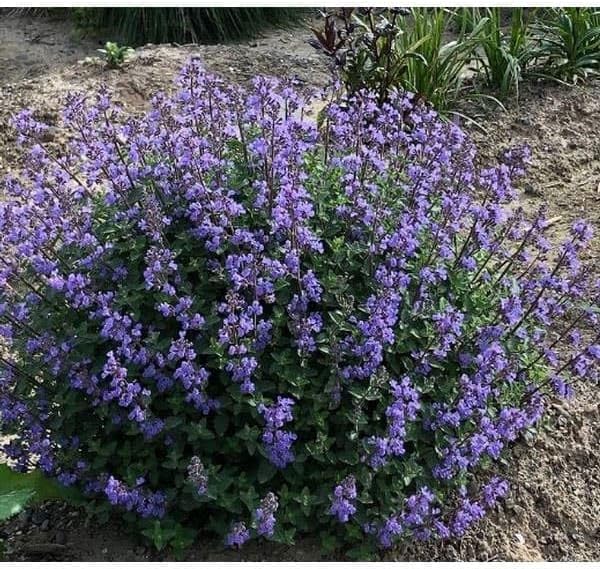 ネペタ プルシアンブルー