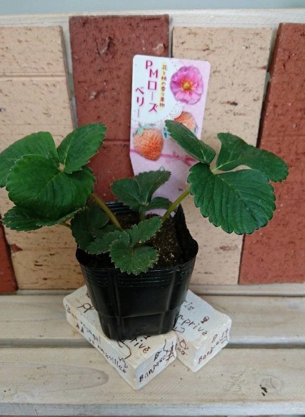 PMローズベリー