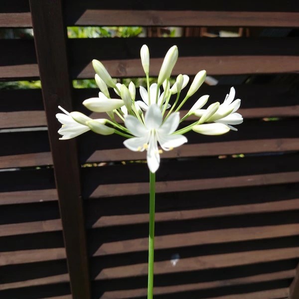 アガパンサスポーラーアイス