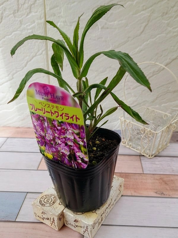 ペンステモン　プレーリートワイライト