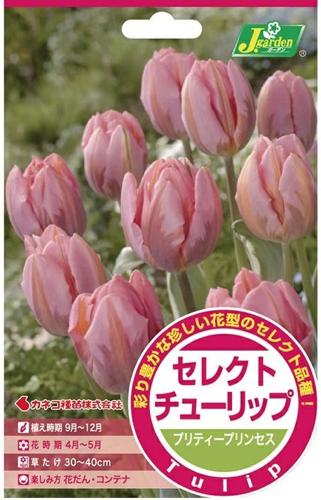 セレクトチューリップ プリティープリンセス
