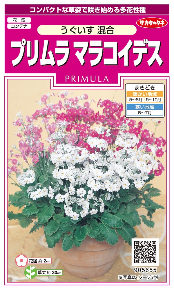 プリムラうぐいす混合