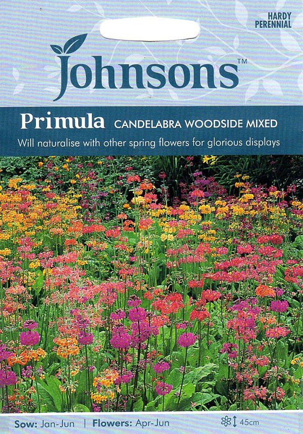 プリムラ・カンデラブラ