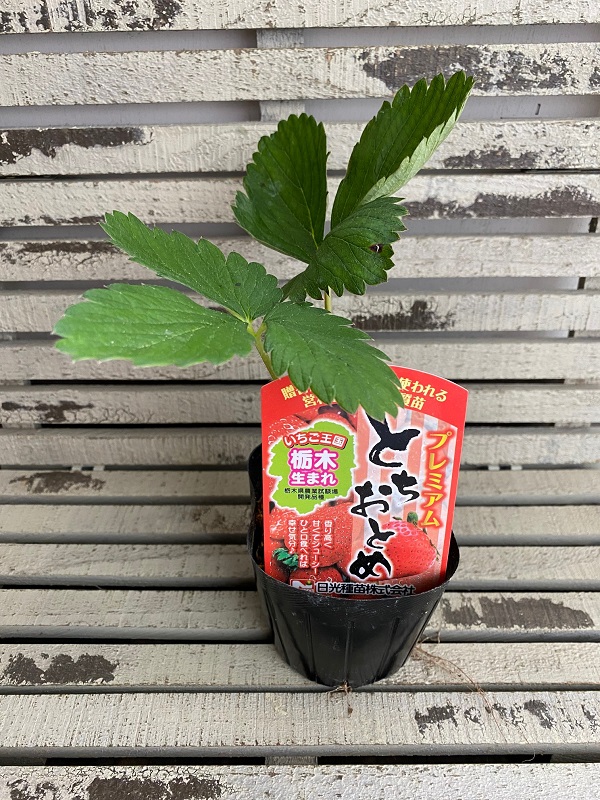 農家直送　とちおとめ　大粒いちご苗　30株セット 農家直送 とちおとめ 大粒いちご苗 30株しセット