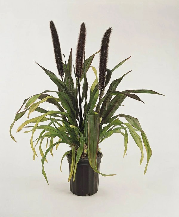 ペニセタム グラウカ パープルバロン