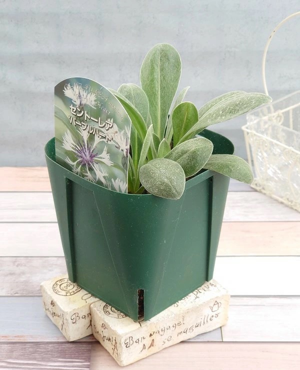 セントーレア パープルハート