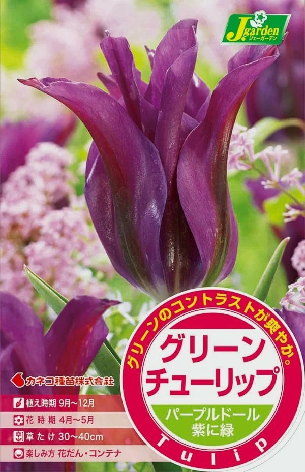八重咲きチューリップ パープルドール