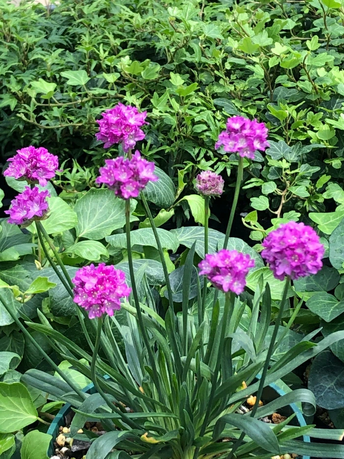 アルメリア　パープルドリーム