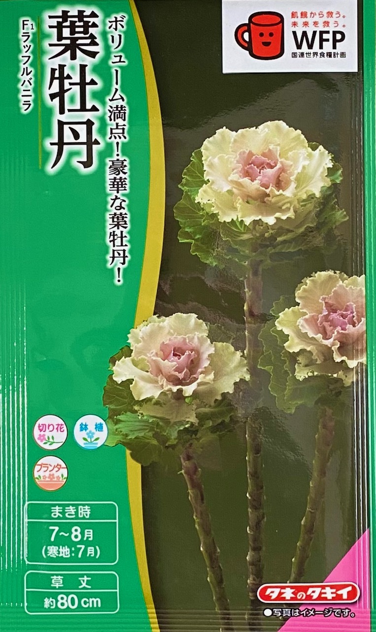 葉牡丹　ラッフルバニラ