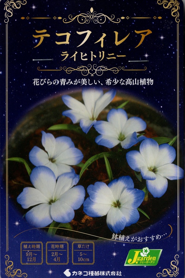 テコフィレア ライヒトリニー