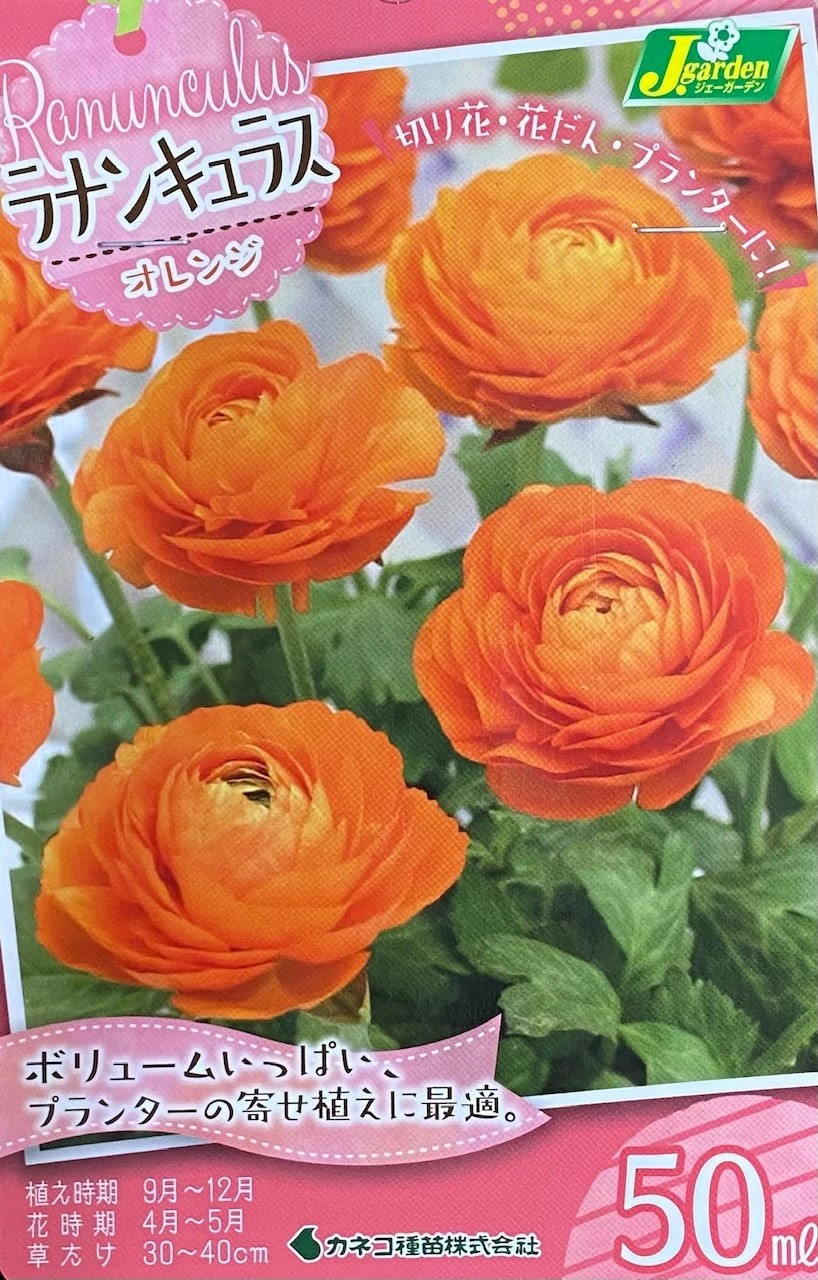 ラナンキュラスオレンジ