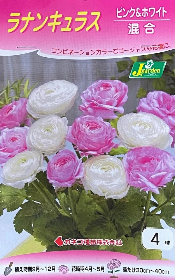 ラナンキュラス　ピンク＆ホワイト混合