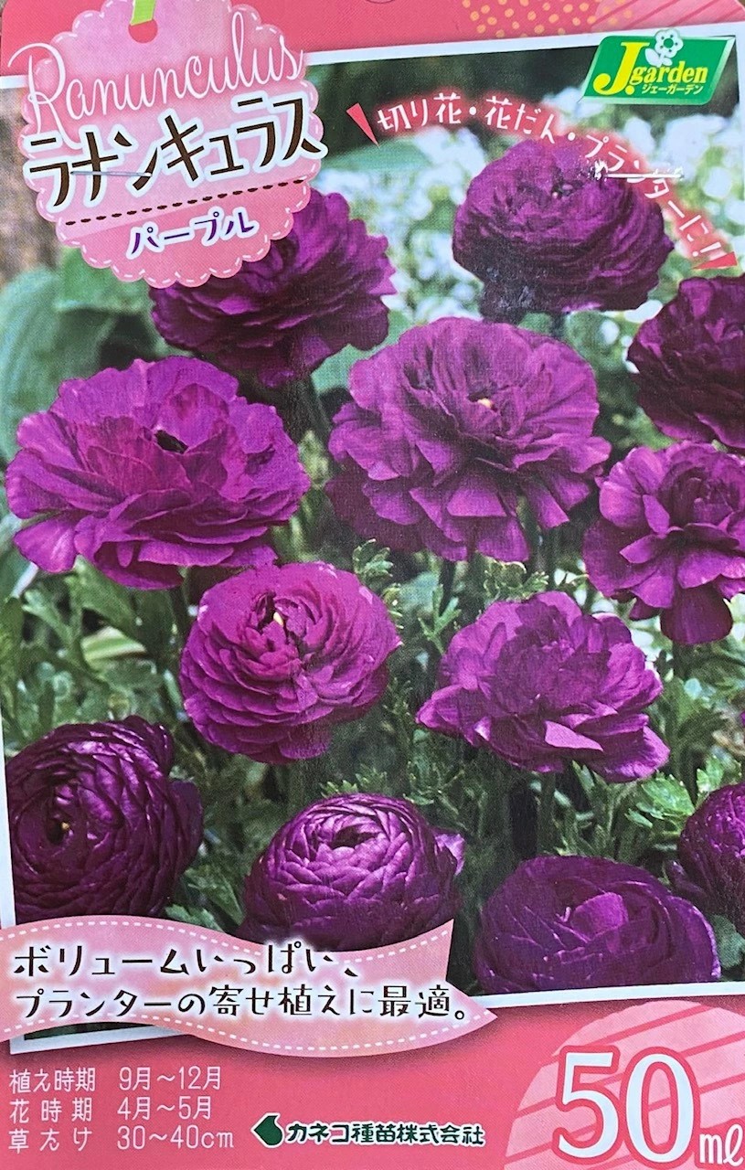 ラナンキュラスパープル