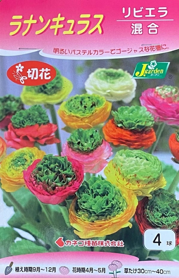 ラナンキュラス　リビエラ混合