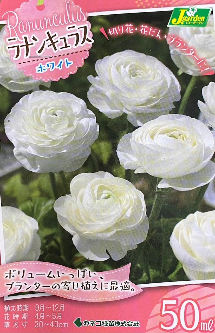 ラナンキュラスホワイト